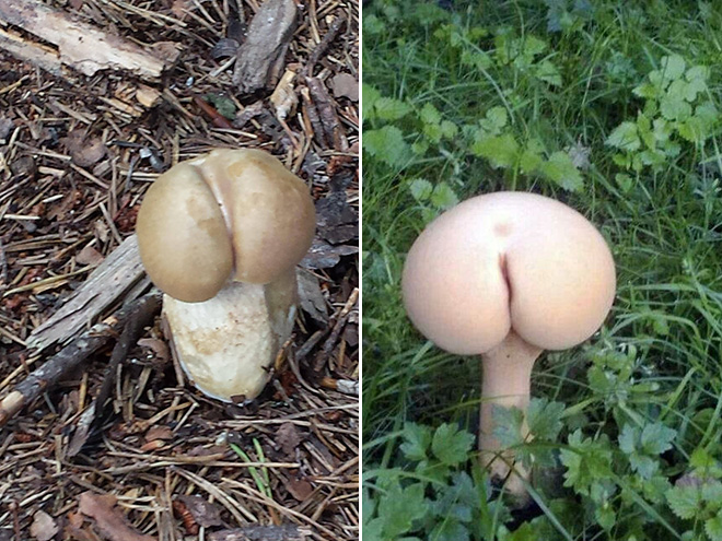 Mushroom butts!